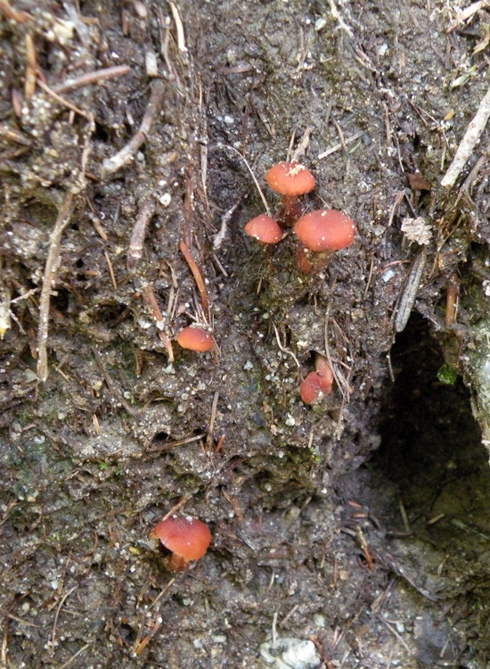 Laccaria bicolor?